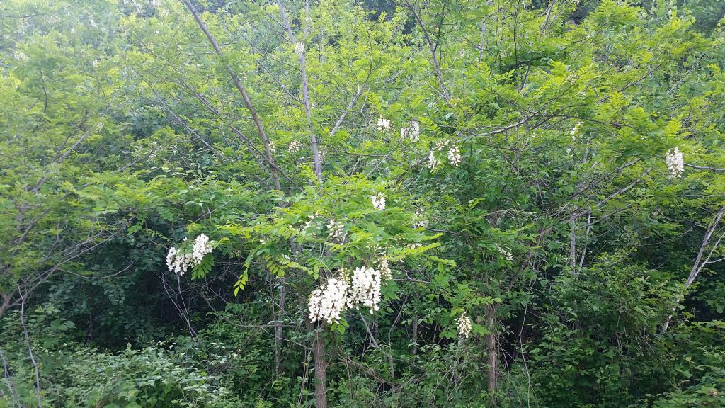 Robinia pseudoacacia / Robinia